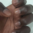 Duku fore